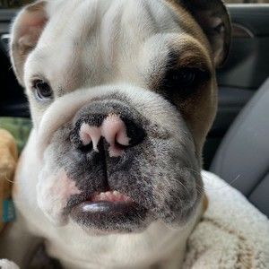 Meet your Posher, Oly